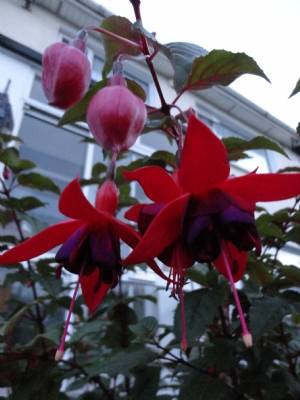 Fuchsia Fuchsia