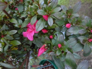 Azalia Arabesk. Azalia Arabesk.