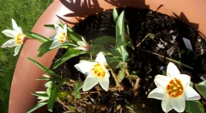Tulipa Tulipa