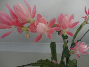 Epiphyllum Epiphyllum