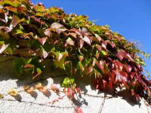 Virginia creeper ? taken 5th sept. Virginia creeper ? taken 5th sept.