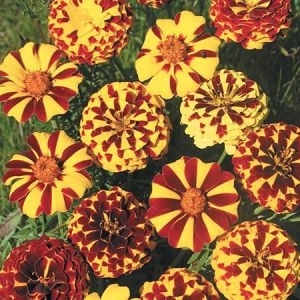 French Marigold Bo Jangle. French Marigold Bo Jangle.