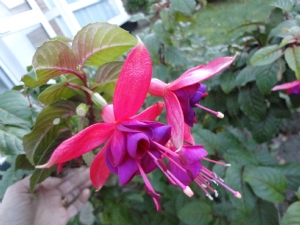 Fuchsia in bloom 16 th January 2012 Fuchsia in bloom 16 th January 2012