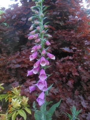 Foxglove Foxglove