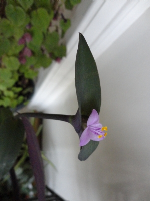 Tradescantia ' Purple Sabre' Tradescantia ' Purple Sabre'