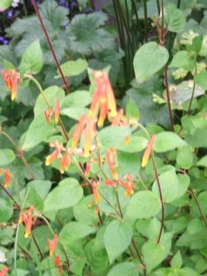 What is this plant? What is this plant?