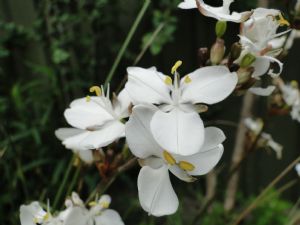 Libertia Grandifolia Libertia Grandifolia