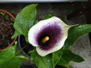 Arum Picasso Arum Picasso