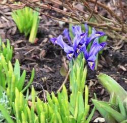 Iris Iris