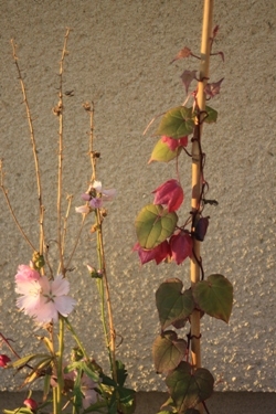 Still Going In the November Sun. Still Going In the November Sun.