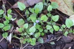 Omphalodes Verna or Creeping Forget Me Not Omphalodes Verna or Creeping Forget Me Not