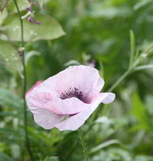 Another Poppy Another Poppy