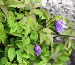 Clematis Alpina. Clematis Alpina.