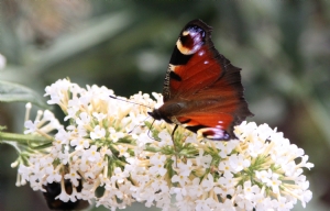 Showy Peacock Butterfly Showy Peacock Butterfly