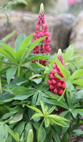 Lupins- raspberry red Lupins- raspberry red