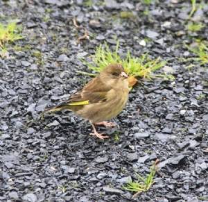 Greenfinch 27/12 Greenfinch 27/12