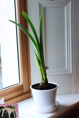 Amaryilis Bud Appears Amaryilis Bud Appears