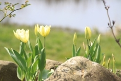 Purissima Tulips Purissima Tulips