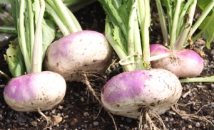 Kitchen Garden Produce Kitchen Garden Produce