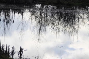 Reflections Reflections