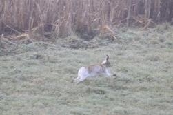 Is it Bunny Tails or a Hare Moment? Is it Bunny Tails or a Hare Moment?