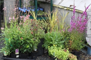 Waiting to be planted Waiting to be planted