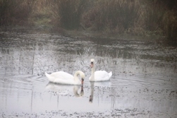 Swans visit 24/01/10 Swans visit 24/01/10