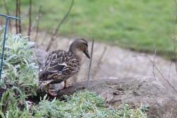 Naughty Duck Naughty Duck