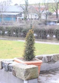 Yew Replanted Yew Replanted