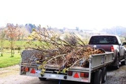 Trees arrive for planting 15/04 Trees arrive for planting 15/04