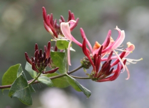 Honeysuckle by the back door Honeysuckle by the back door