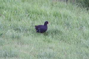 Moorhen ventures out. Moorhen ventures out.