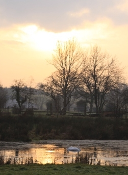 Swans & sunset Swans & sunset