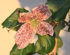 Delicate Clematis Freckles Delicate Clematis Freckles