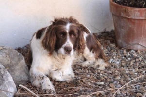 Connie my gardening companion Connie my gardening companion