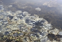 Frog Spawn galore Frog Spawn galore