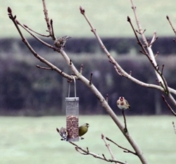 My first Goldfinches My first Goldfinches