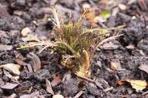 Ornamental Horseradish Ornamental Horseradish