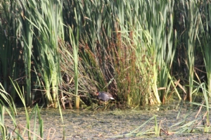 Moor hen in the reeds Moor hen in the reeds