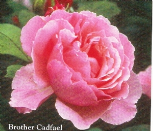 Brother Cadfel Brother Cadfel