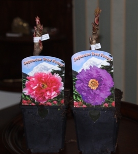 Tree Peony Pressie Tree Peony Pressie