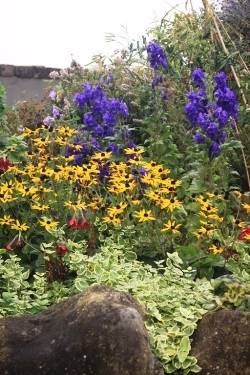 Rudbeckia Goldstrum brightening up a soggy October day Rudbeckia Goldstrum brightening up a soggy October day