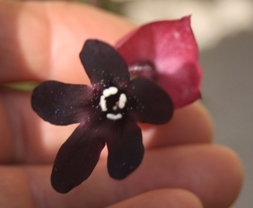 Rhodochiton Rhodochiton