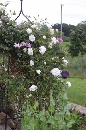 Iceberg,& Comtesse du Bouchard Iceberg,& Comtesse du Bouchard