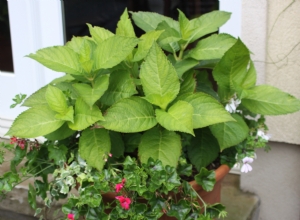 Hydrangea that won't bloom. Hydrangea that won't bloom.