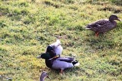 Get Off My Patch Get Off My Patch