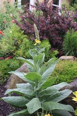 Keego's Verbascum Keego's Verbascum
