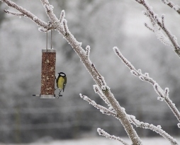 Great Tit 8/01 Great Tit 8/01