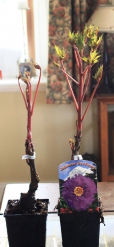 Japanese Tree Peonys Japanese Tree Peonys