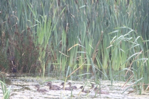 Ducks dash for cover Ducks dash for cover